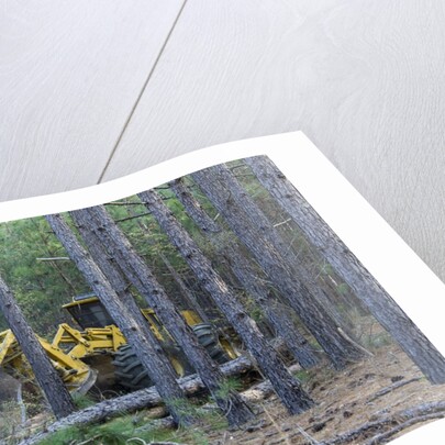 Pine Forest Logging by Anonymous