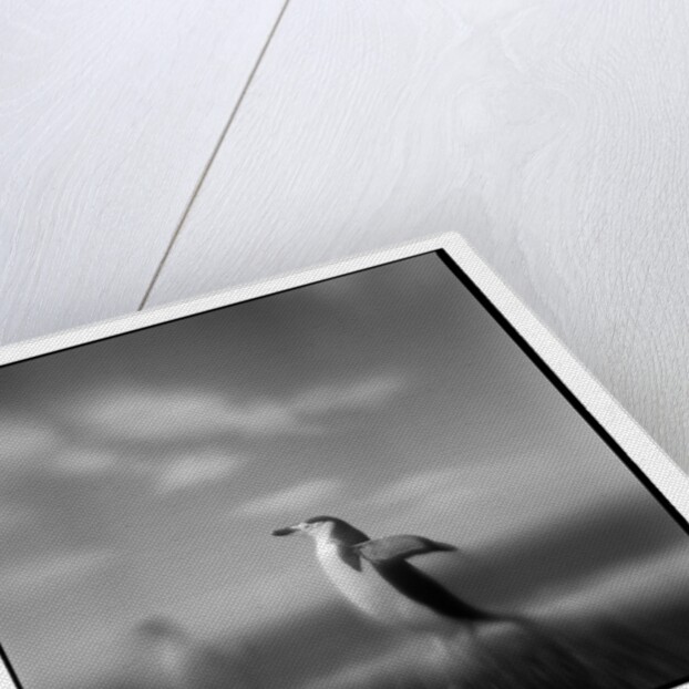 Chinstrap Penguin, Antarctica by Anonymous