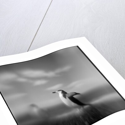 Chinstrap Penguin, Antarctica by Anonymous