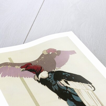 Buzzards, London Underground and Zoo by Anonymous