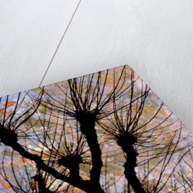 Leafless Tree by Anonymous