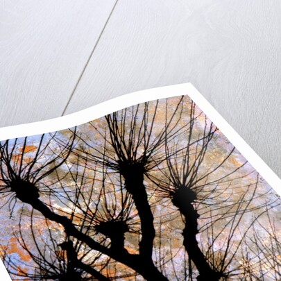 Leafless Tree by Anonymous
