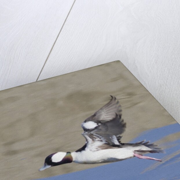 Male Bufflehead Duck takes off by Anonymous