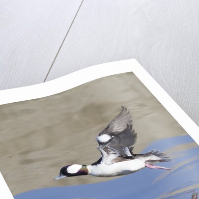 Male Bufflehead Duck takes off by Anonymous