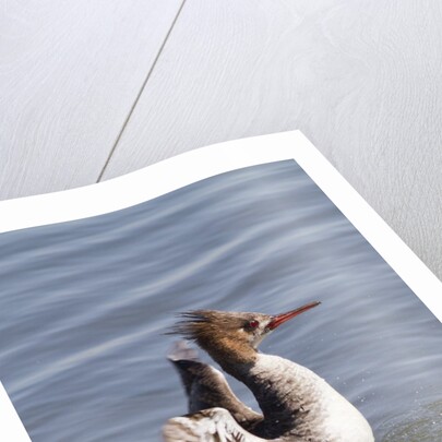 Red-Breasted Merganser female flapping wings by Anonymous