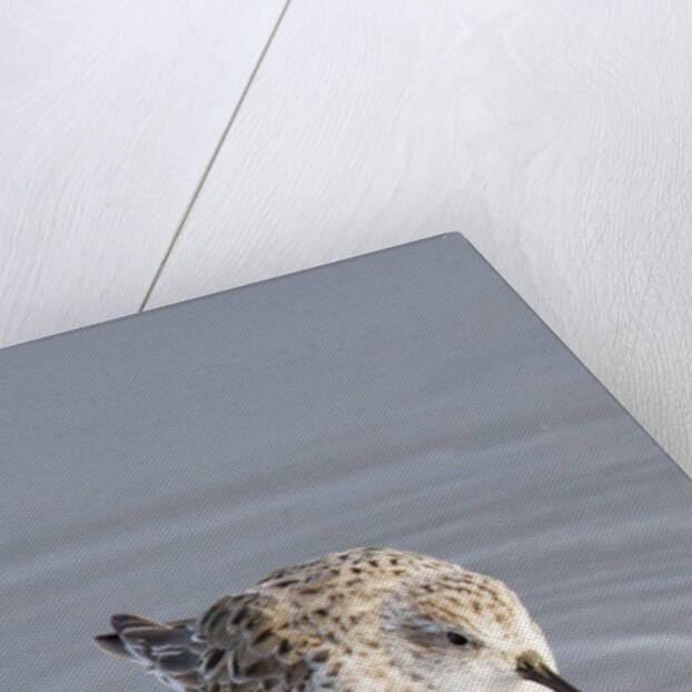 Western Sandpiper by Anonymous