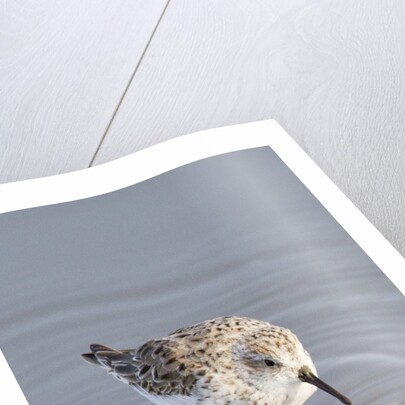 Western Sandpiper by Anonymous