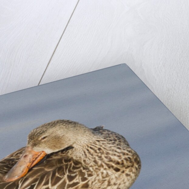 Female Northern Shoveler Duck resting in the water by Anonymous