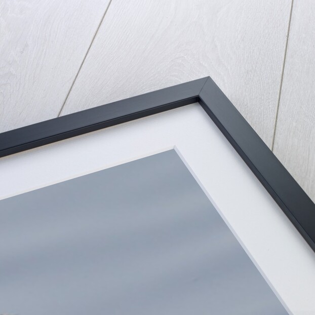 Female Northern Shoveler Duck resting in the water by Anonymous