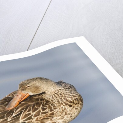 Female Northern Shoveler Duck resting in the water by Anonymous