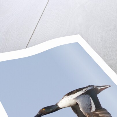 Male Northern Shoveler in flight by Anonymous