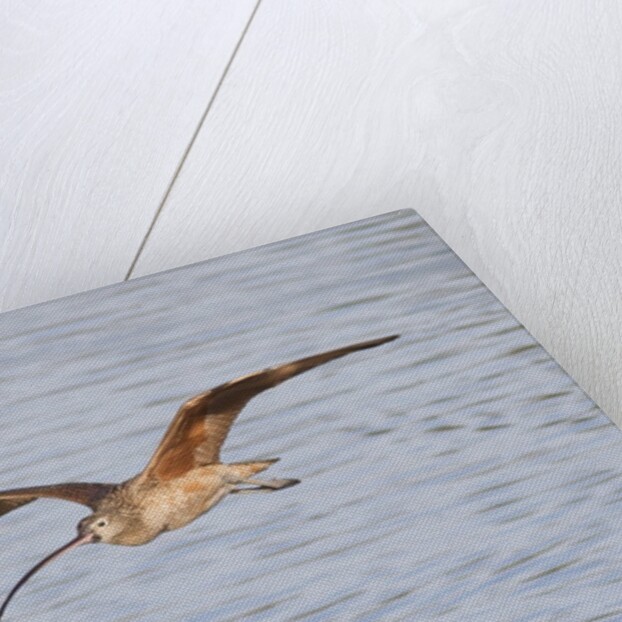 Long-Billed Curlew flying by Anonymous