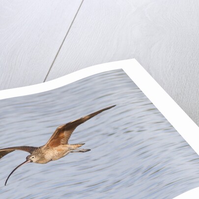Long-Billed Curlew flying by Anonymous