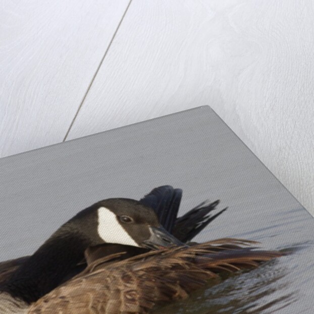 Canada Goose grooming its feathers by Anonymous