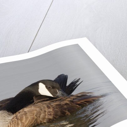 Canada Goose grooming its feathers by Anonymous