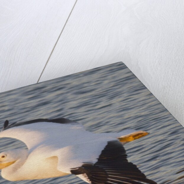 American White Pelican flying by Anonymous