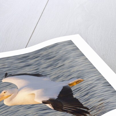 American White Pelican flying by Anonymous