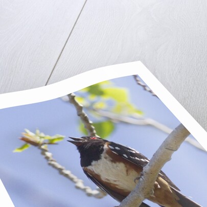Spotted Towhee calling by Anonymous