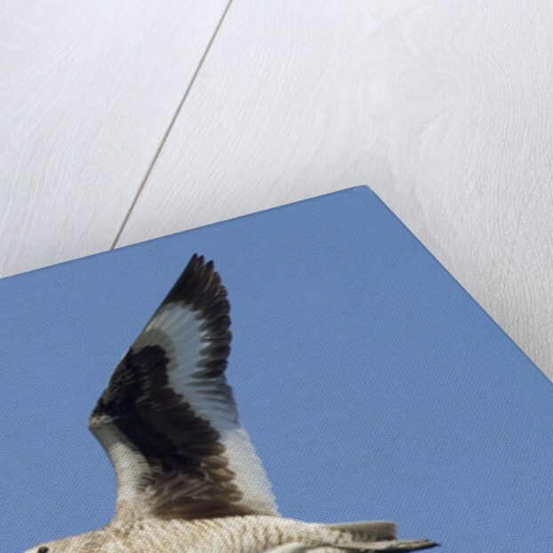 Willet flying by Anonymous