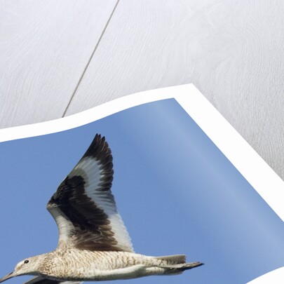 Willet flying by Anonymous