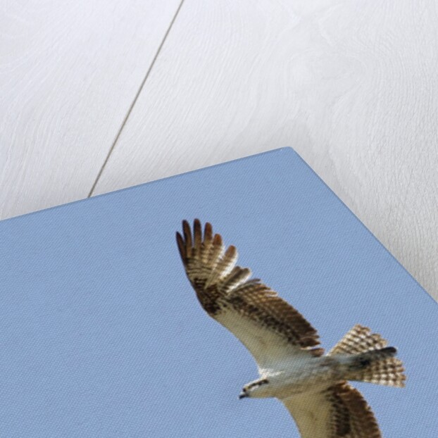 Osprey flying by Anonymous