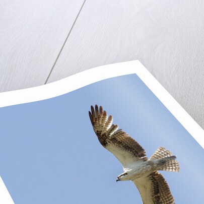Osprey flying by Anonymous