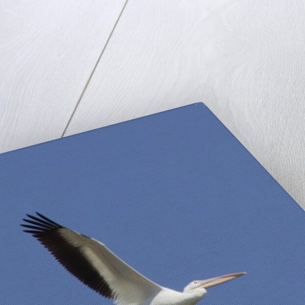 American White Pelican flying by Anonymous