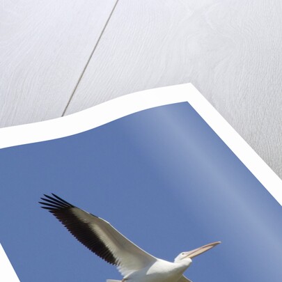 American White Pelican flying by Anonymous