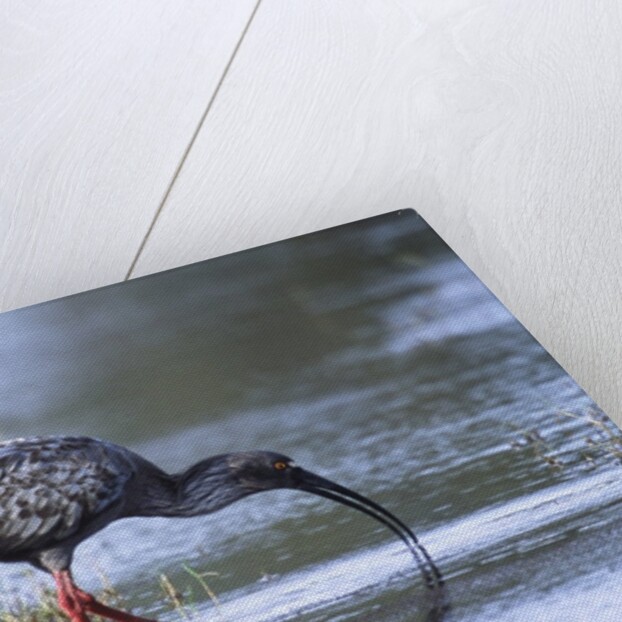 Plumberous Ibis by Anonymous