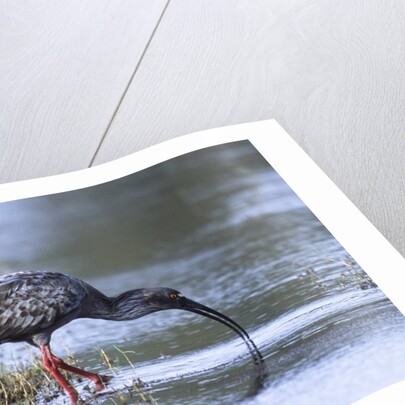 Plumberous Ibis by Anonymous