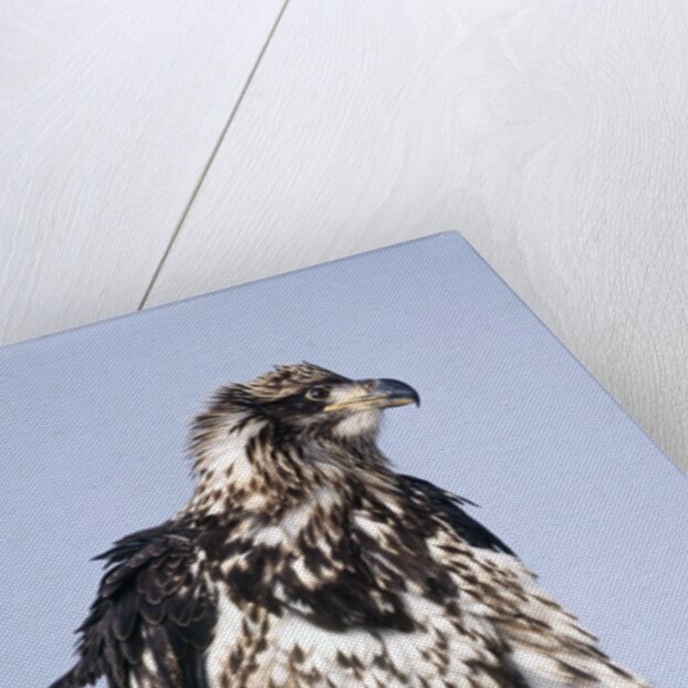 Immature Bald Eagle with a fish by Anonymous
