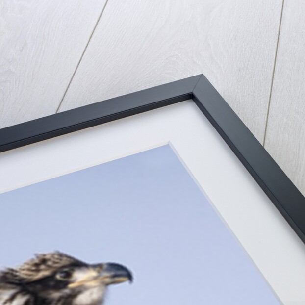 Immature Bald Eagle with a fish by Anonymous