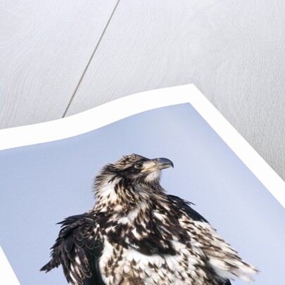 Immature Bald Eagle with a fish by Anonymous