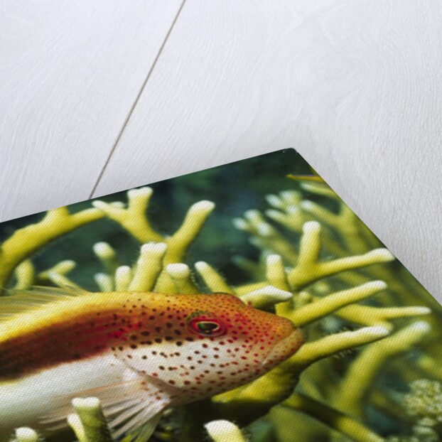 Freckled Hawkfish by Anonymous
