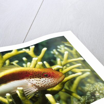 Freckled Hawkfish by Anonymous
