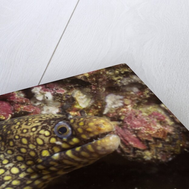 Jewel Moray Eel by Anonymous