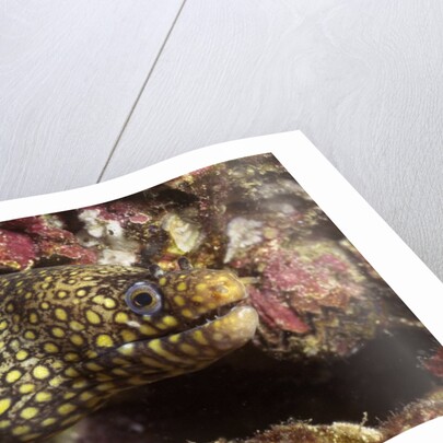 Jewel Moray Eel by Anonymous