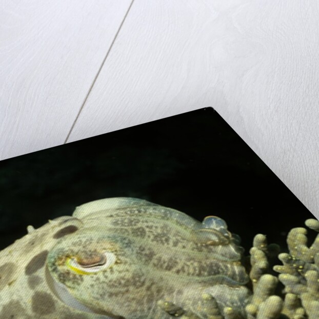 Broadclub Cuttlefish by Anonymous