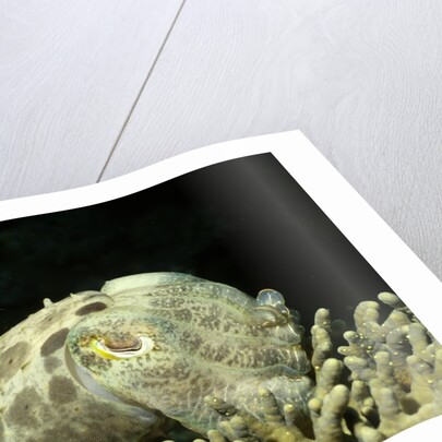 Broadclub Cuttlefish by Anonymous