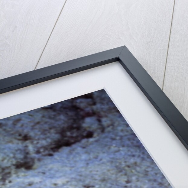 Peacock Flounder by Anonymous