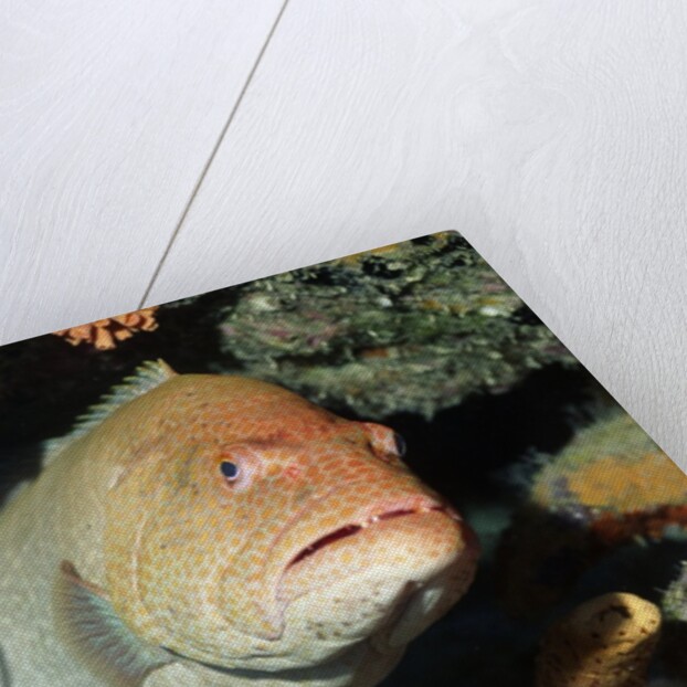 Tiger Grouper by Anonymous