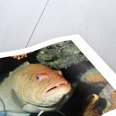 Tiger Grouper by Anonymous