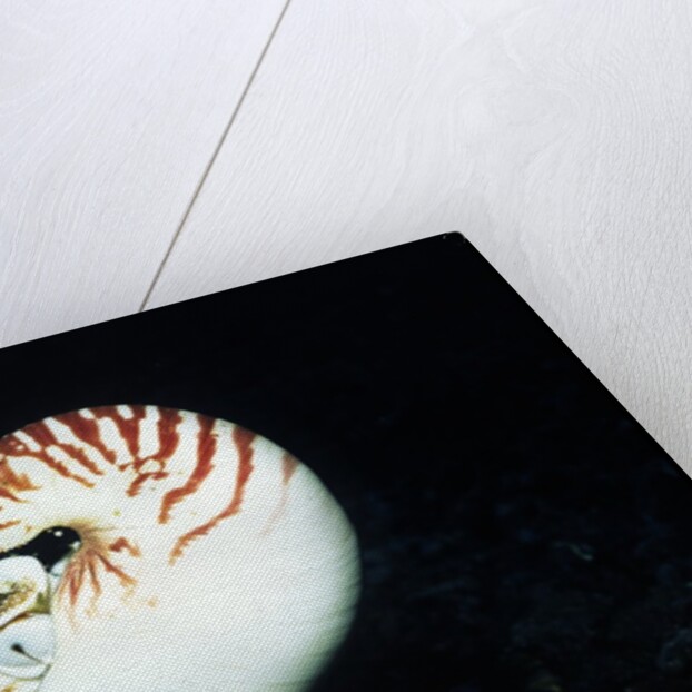 Chambered Nautilus by Anonymous
