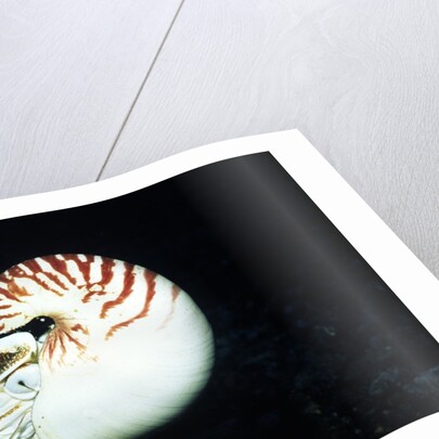 Chambered Nautilus by Anonymous