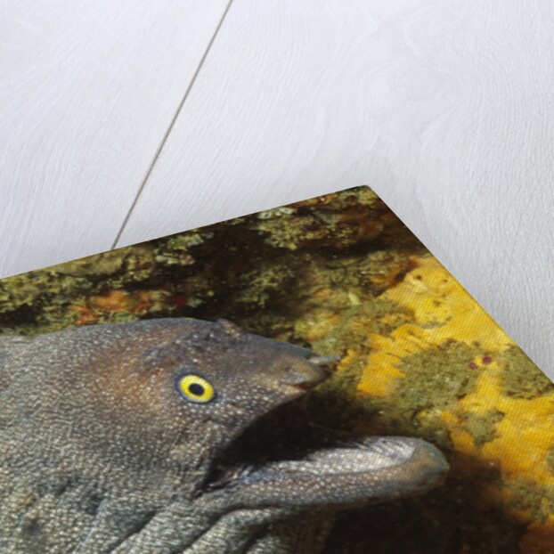 Fine-Spotted Moray Eel by Anonymous