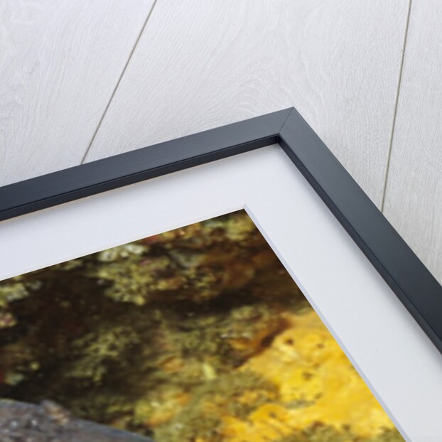 Fine-Spotted Moray Eel by Anonymous