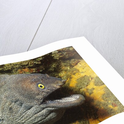 Fine-Spotted Moray Eel by Anonymous