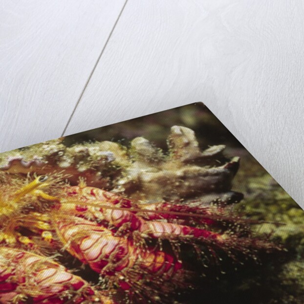 Hermit Crab by Anonymous