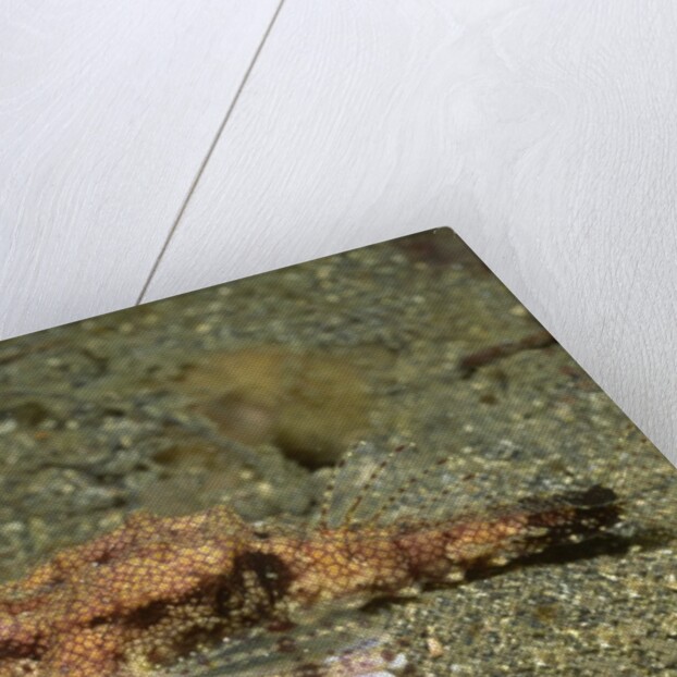 Dragon Sea Moth by Anonymous