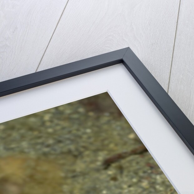 Dragon Sea Moth by Anonymous